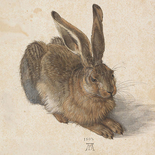'Young Hare' by Dürer
