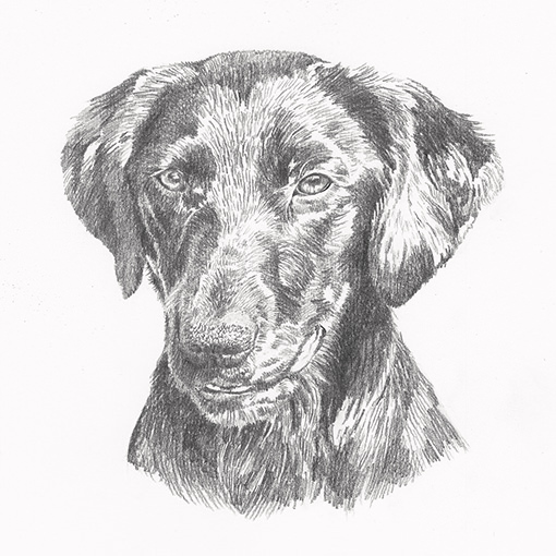 Second stage of a dog portrait