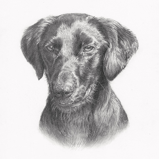 Final dog portrait