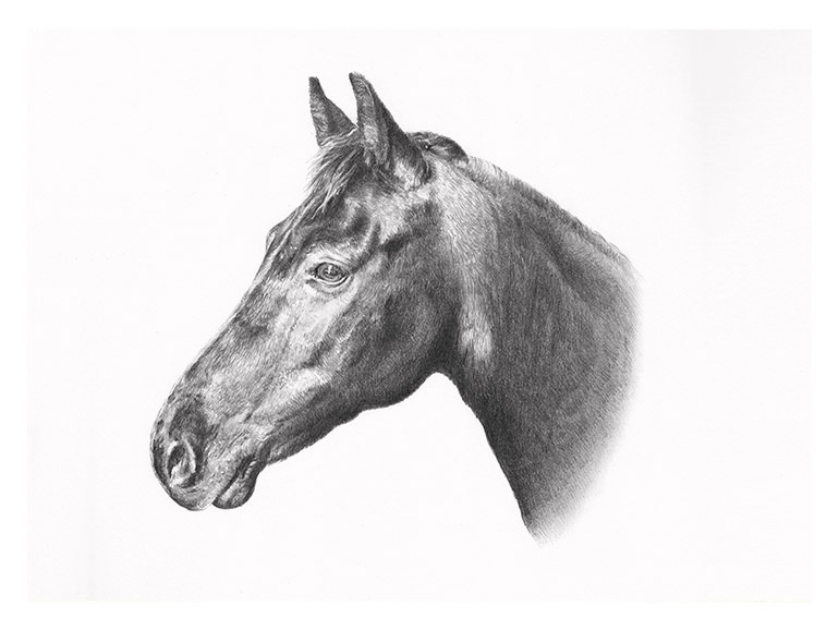 Horse portrait