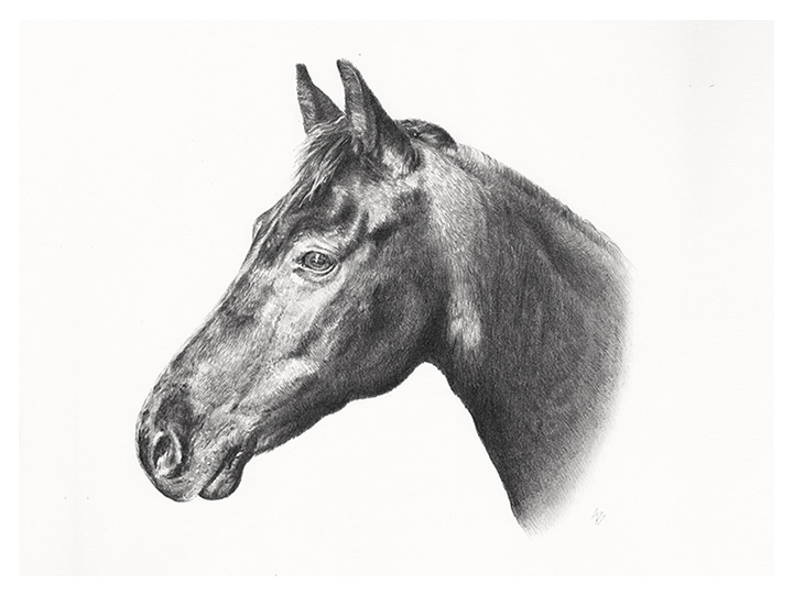 Equestrian portrait in pencil Equestrian portrait in pencil