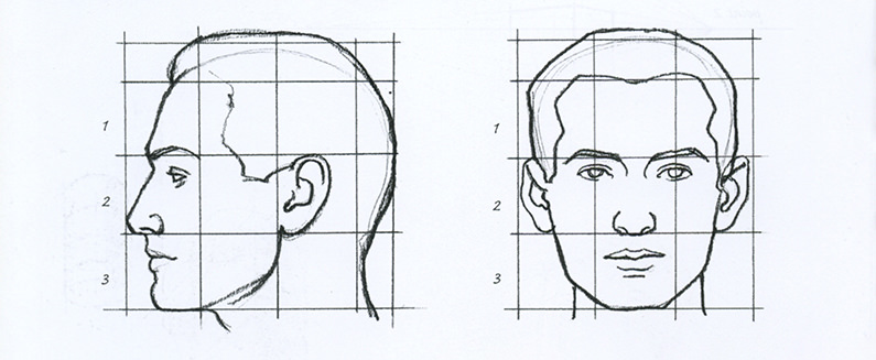 Proportional diagrams of a head Proportional diagrams of a head